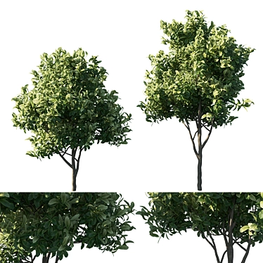 Premium Loquat Tree Model 3D model image 1 