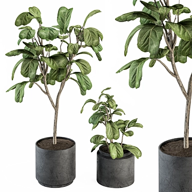 Potted Fiddle Leaf Fig Set 3D model image 1 