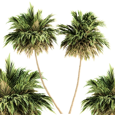 Lush Green Palm - Dual Size Set 3D model image 1 