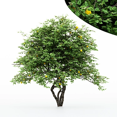 5 Different Lemon Tree Models 3D model image 1 