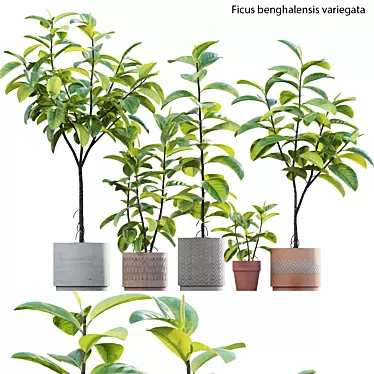 Ficus benghalensis 3D Model Set 3D model image 1 