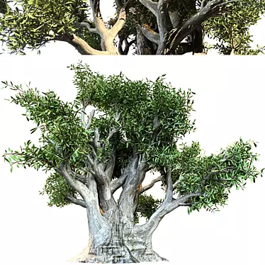 Ancient Olive Tree Model 3D model image 1 