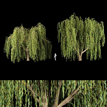 Willow Trees Collection: Vol12 3D model image 1 