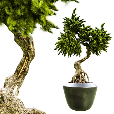 Bonsai Vol 05: Exquisite Bonsai Tree Design 3D model image 1 