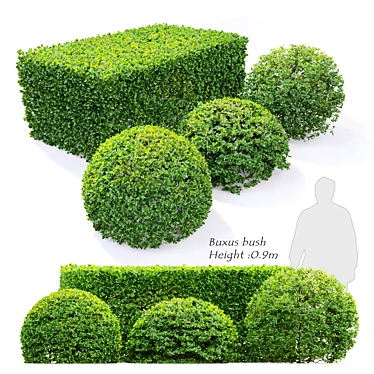 Versatile Buxus Bush: 4-Pack, Height: 0.9m 3D model image 1 