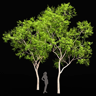 Ghost Gum 2 Trees - Stunningly Realistic 3D Models 3D model image 1 