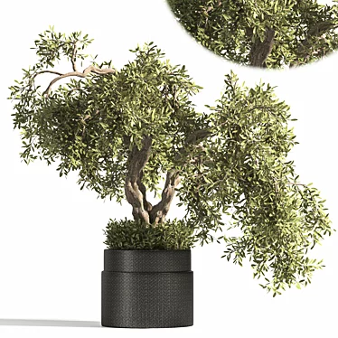 Breathe Life with Interior Bonsai 3D model image 1 