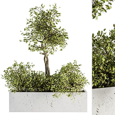 Green Oasis Box: Indoor Plant Set 3D model image 1 