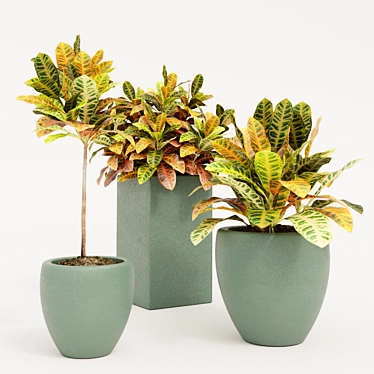 Tropical Trio: Croton Indoor Plants 3D model image 1 