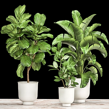 Tropical Plant Collection: Ficus, Strelitzia, and Banana Palm 3D model image 1 