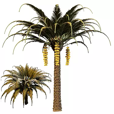 Exotic Date Palm Tree 3D model image 1 