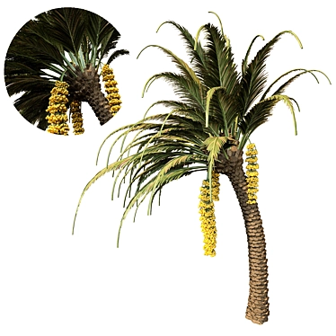 Tropical Date Palm Tree 3D model image 1 