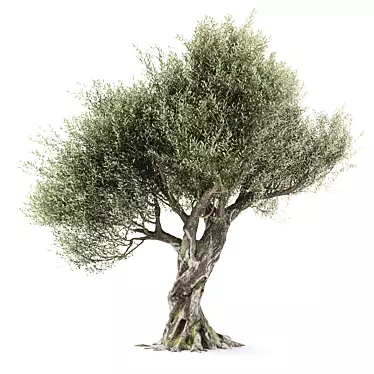 Olive tree 1