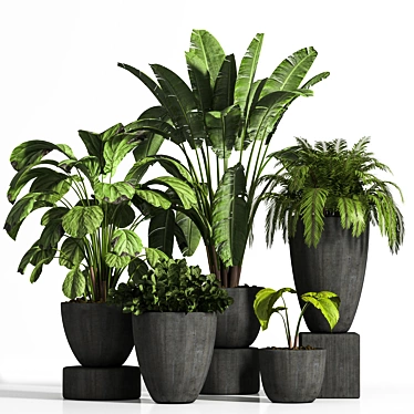 Elegant Indoor Plant Set 3D model image 1 