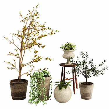 Indoor Plant Variety Pack 3D model image 1 