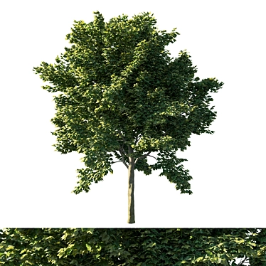 Vibrant Acer Rubrum Green 03 3D model image 1 