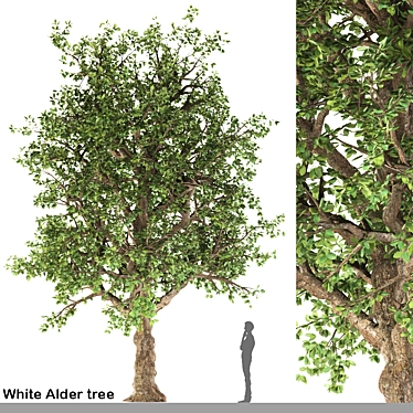 Pure White Alder Tree 3D model image 1 