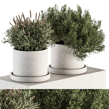 Small Indoor Plant Set in Pot 3D model image 1 