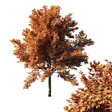 Vibrant Acer Rubrum Red Tree 3D model image 1 