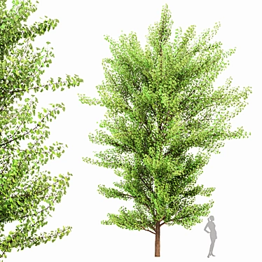 Exquisite Ginkgo Biloba Tree: Stunning 3D Model 3D model image 1 