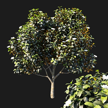 Grandiflora Magnolia 3D Model 3D model image 1 