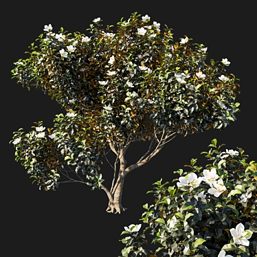 Magnolia Grandiflora Plant 3D Model 3D model image 1 