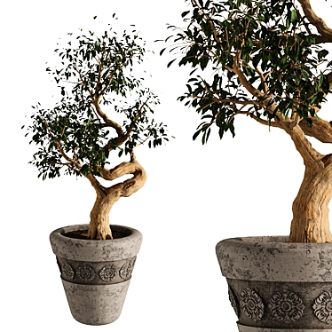Elegant Indoor Tree: Max, fbx 3D model image 1 