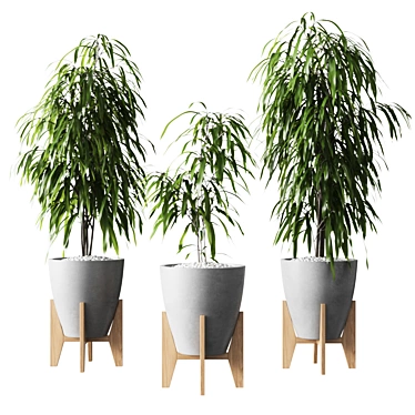 Ficus Alii: Striking Vase Plant 3D model image 1 