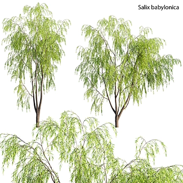 Weeping Willow 3D Model - Archive 3D model image 1 