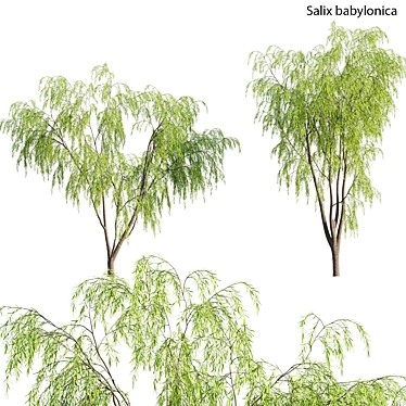 Elegant Willow Tree 3D Models 3D model image 1 