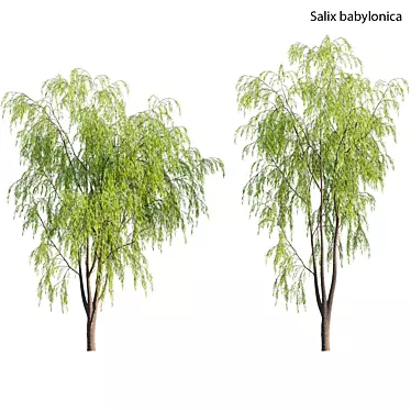 Weeping Willow Tree 3D Model 3D model image 1 