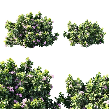 Rhaphiolepis Oriental Pink - Stunning Garden Beauty 3D model image 1 