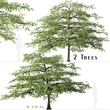 Flowering Pagoda Dogwood: Set of 2 Trees 3D model image 1 