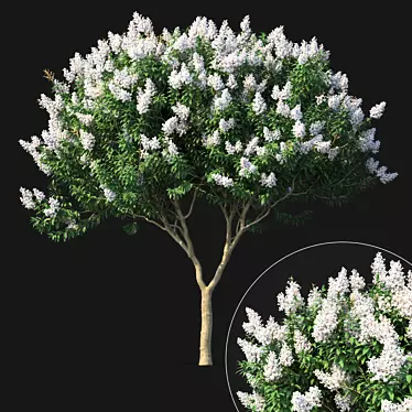 Title: Lagerstromia White Flowers - Realistic 3D Model 3D model image 1 