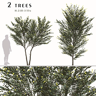 Pearl Acacia Tree Set - 2 Trees 3D model image 1 