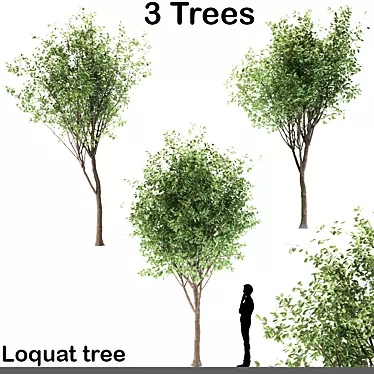 Ornamental Loquat Tree Trio 3D model image 1 