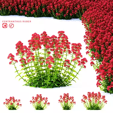 Valerian Red Flowers | Centranthus Ruber - Stunning Ornamental Plants 3D model image 1 