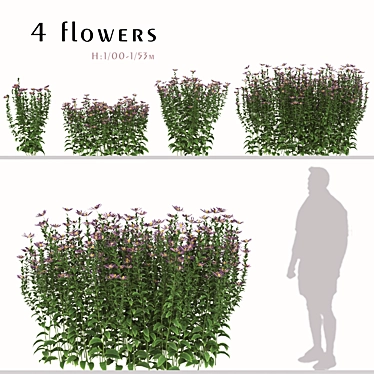 Lush Tatarian Aster Quartet: 4 Vibrant Flowering Plants 3D model image 1 