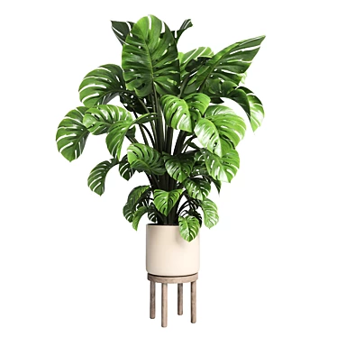 Wood Vase Indoor Plant Monstera 3D model image 1 