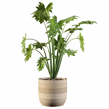 Tropical Beauty: Philodendron Xanadu 3D model image 1 