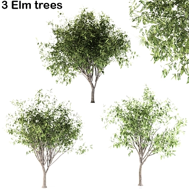 Evergreen Elm Tree Trio 3D model image 1 