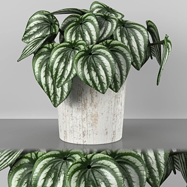 Tropical Watermelon Peperomia 3D model image 1 