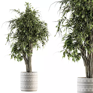 Ficus Benjamin Pot Plant Set 3D model image 1 