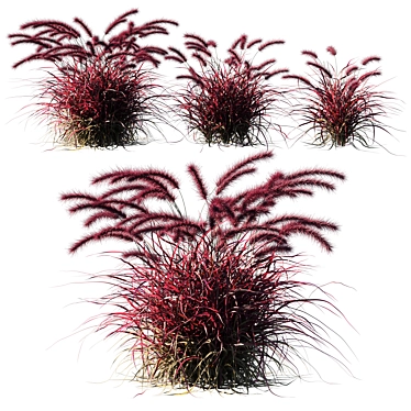 Lush Purple Fountain Grass 3D model image 1 