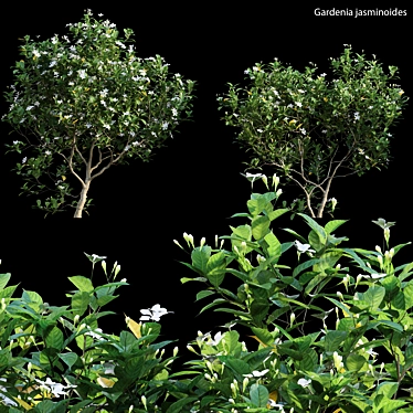 Gardenia Augusta 3D Models - 3ds Max, FBX, OBJ 3D model image 1 
