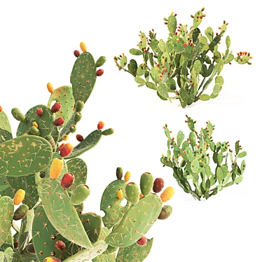 Prickly Pear Cactus: Lifelike 3D Models 3D model image 1 