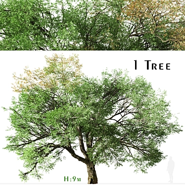 Valley Oak Tree - Majestic Native Californian Quercus lobata 3D model image 1 