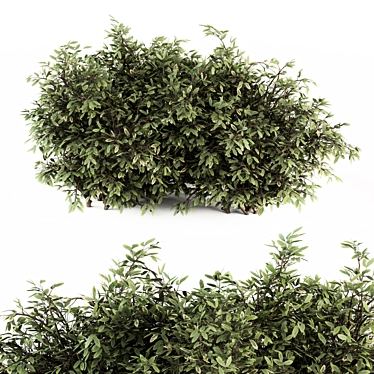 Elegant Buxus Leaf Bush Ensemble 3D model image 1 