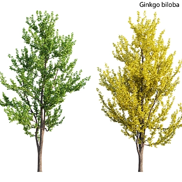 Ginkgo Biloba 3D Models & Textures 3D model image 1 