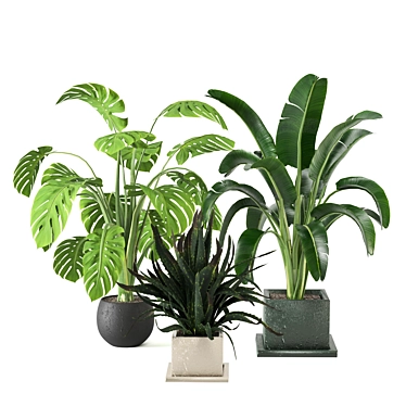 Green Oasis Indoor Plants Collection 3D model image 1 